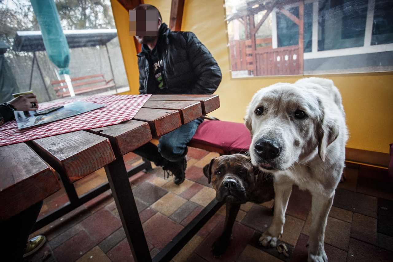Tragédia: fuldokló kutyája után ugrott egy férfi, nem élte túl | BEOL