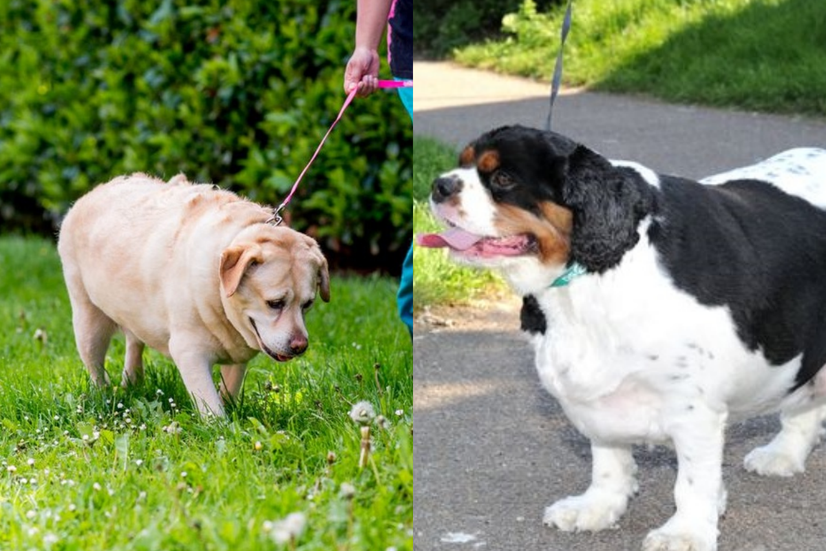 Fogyni labrador. 4 hetes edzésterv - Fogyókúra | Femina | Labrador retriever, Dogs, Labrador